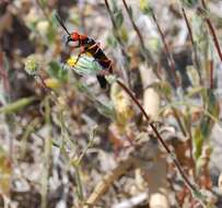 Image of Master Blister Beetle