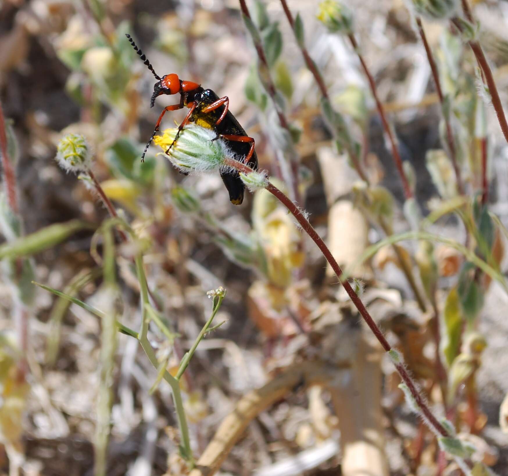 Image of Master Blister Beetle