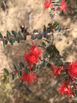 Image of Verticordia grandis Drumm.