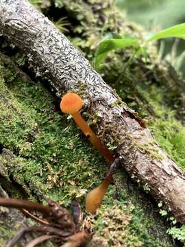 Plancia ëd Hygrocybe squamulosa (Ellis & Everh.) Arnolds 1995