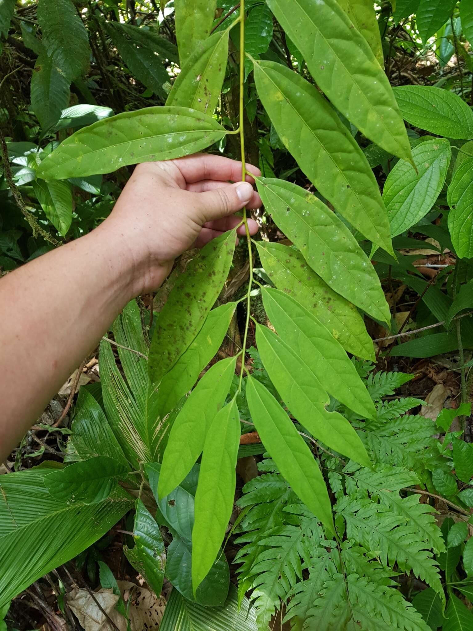 Image of Aiouea obscura H. van der Werff