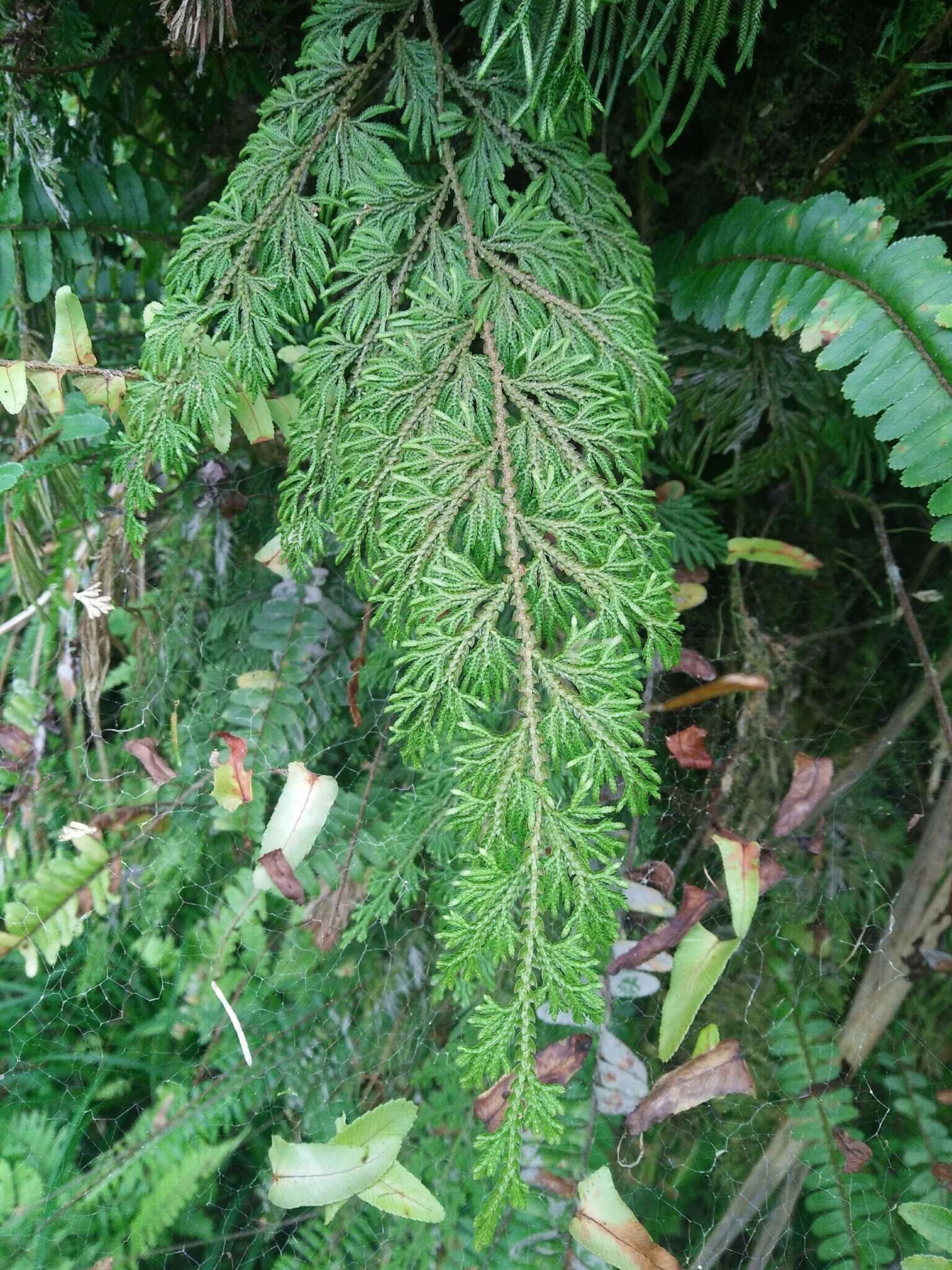 Image of medicinal spikemoss