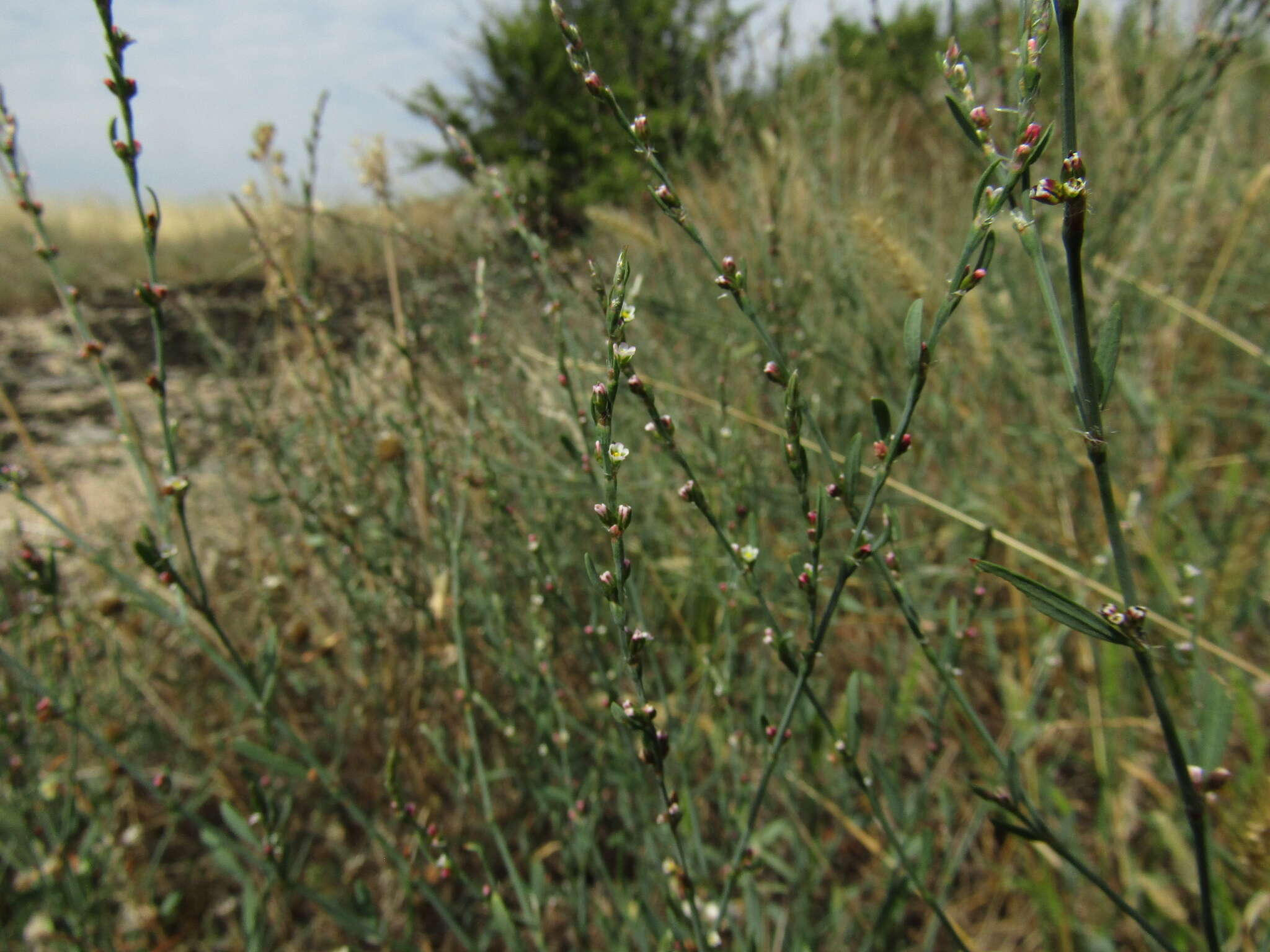 Image of Bellard's smartweed