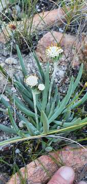 Image of Curio talinoides (DC.) P. V. Heath