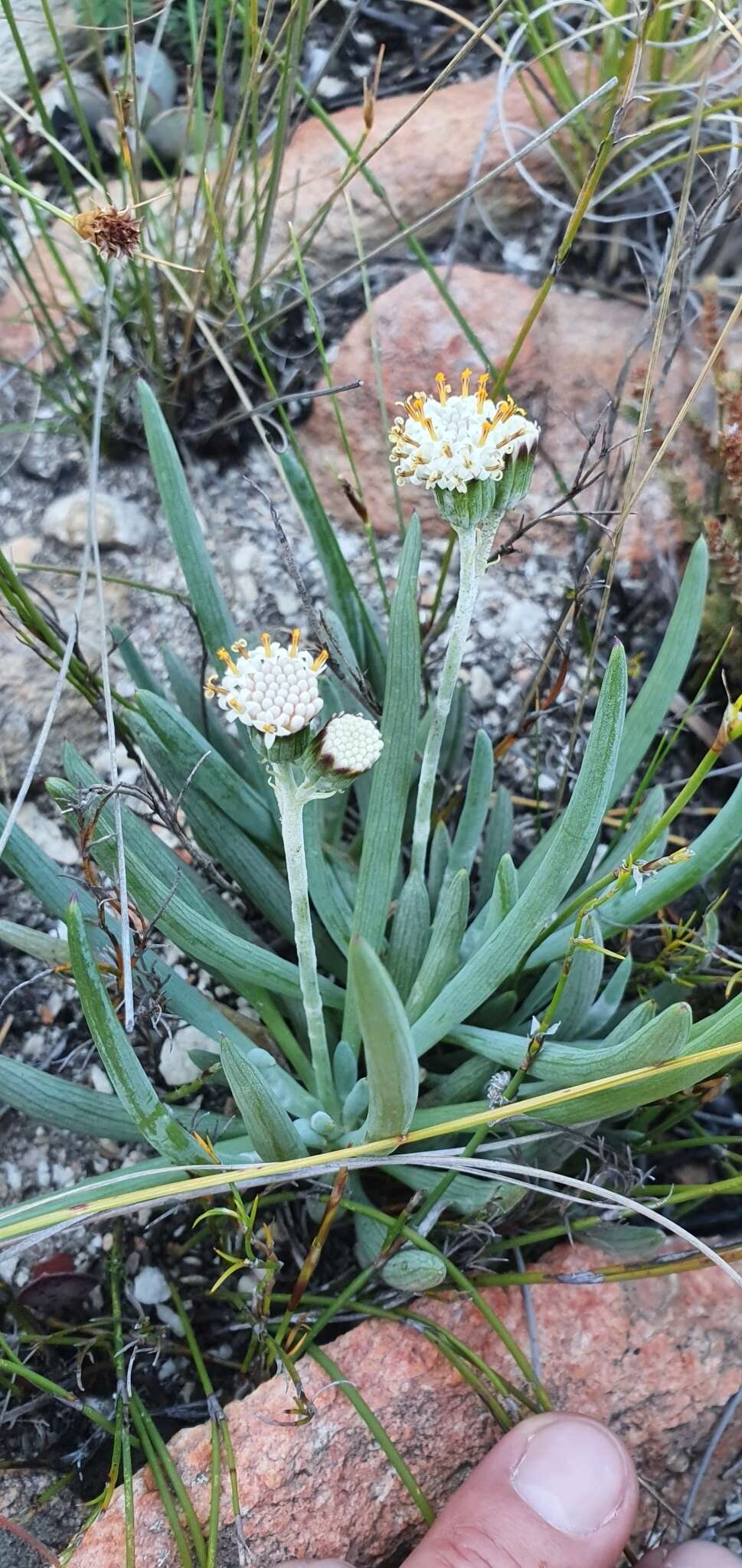 Image de Curio talinoides (DC.) P. V. Heath