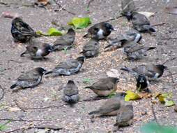 Image of Dusky Indigobird