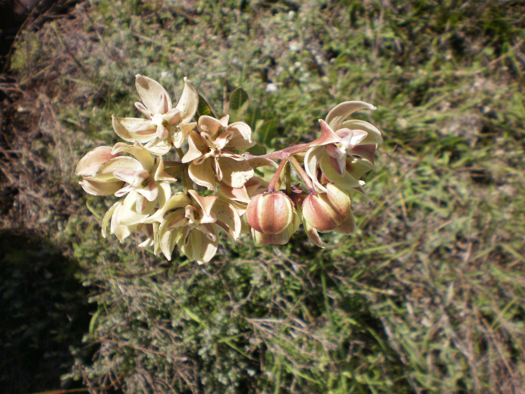 Image of Asclepias lynchiana M. Fishbein