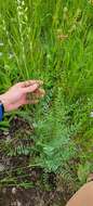 Image of Palouse milkvetch