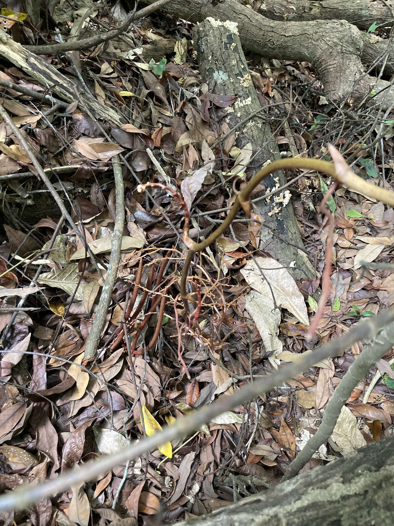 Sivun Erythrorchis altissima (Blume) Blume kuva