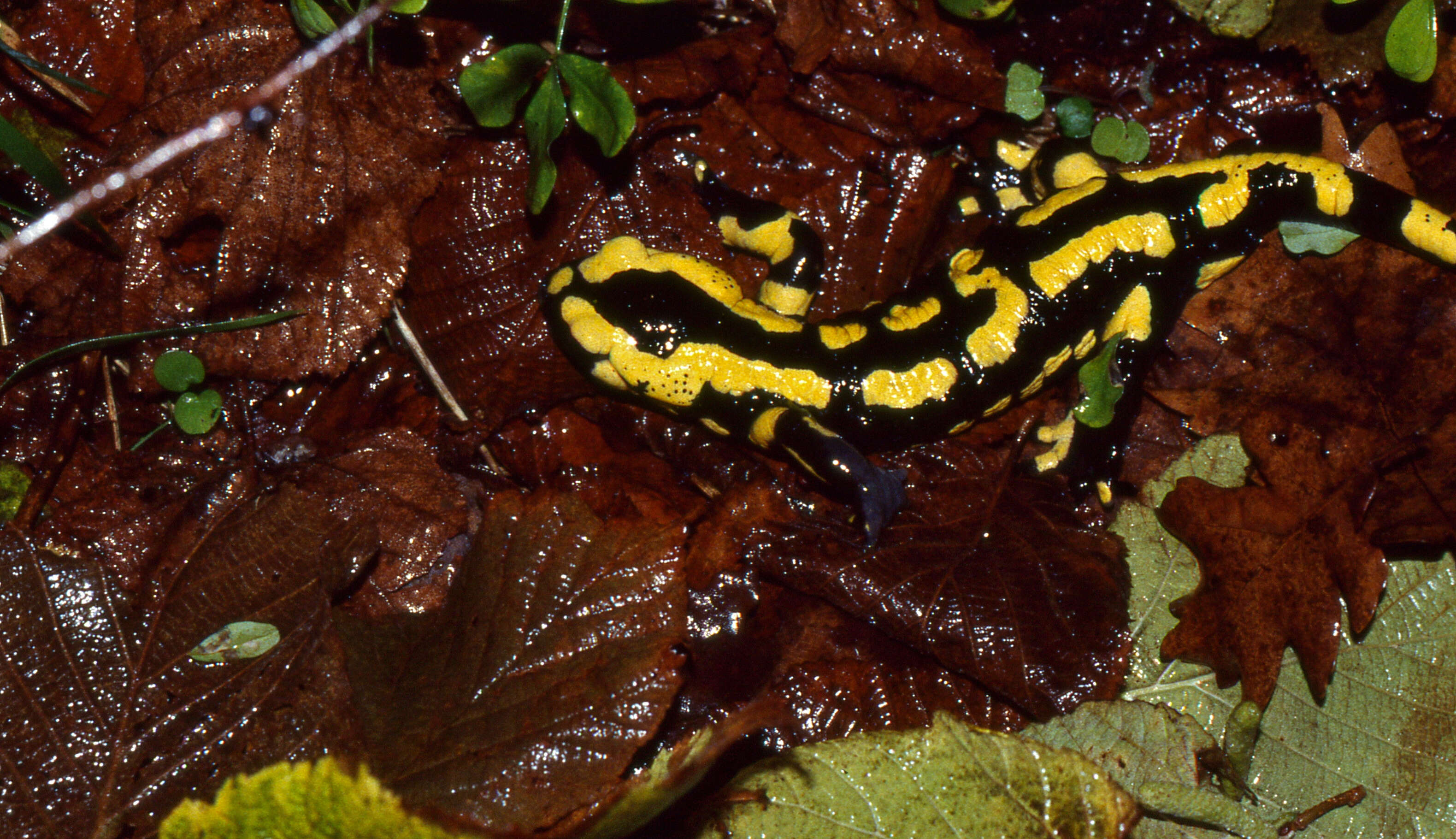 Image of Common Fire Salamander