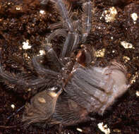 Image of Brazilian salmon pink tarantula