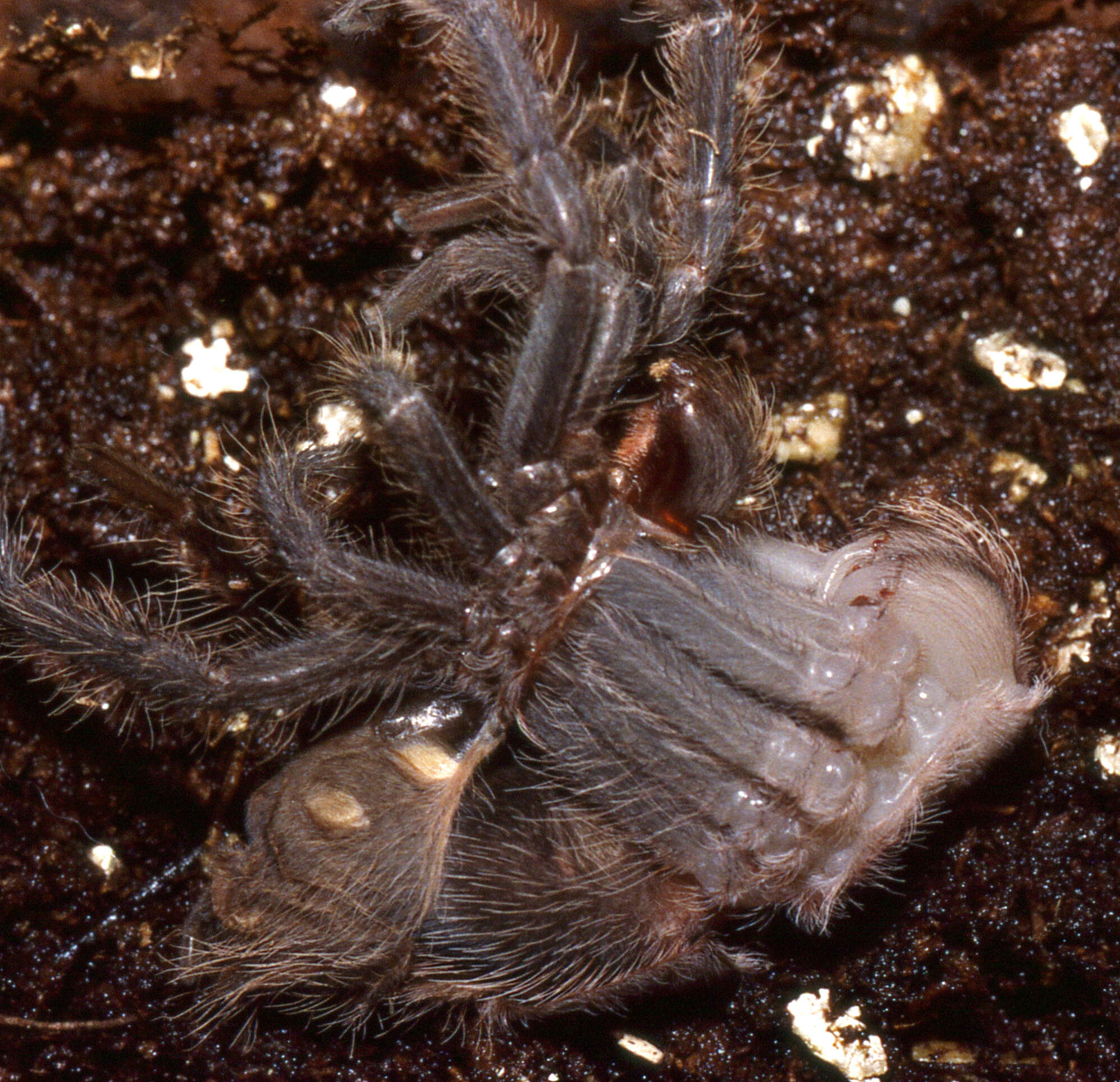 Image of Brazilian salmon pink tarantula