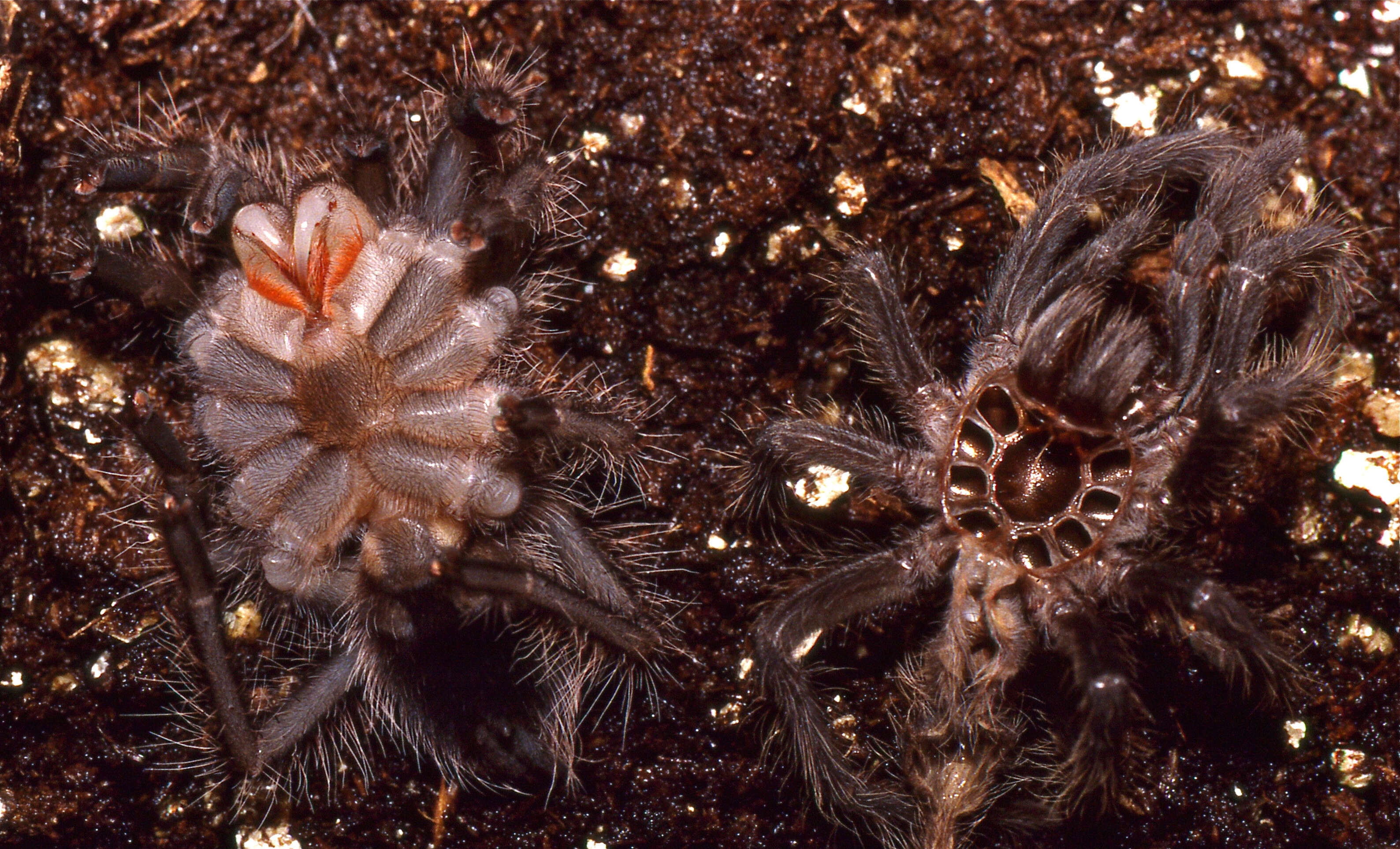 Image of Brazilian salmon pink tarantula