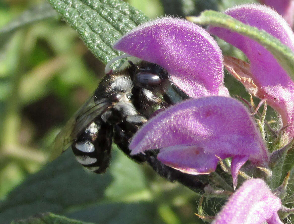 Image of Anthophora ponomarevae Brooks 1988