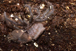 Image of Brazilian salmon pink tarantula