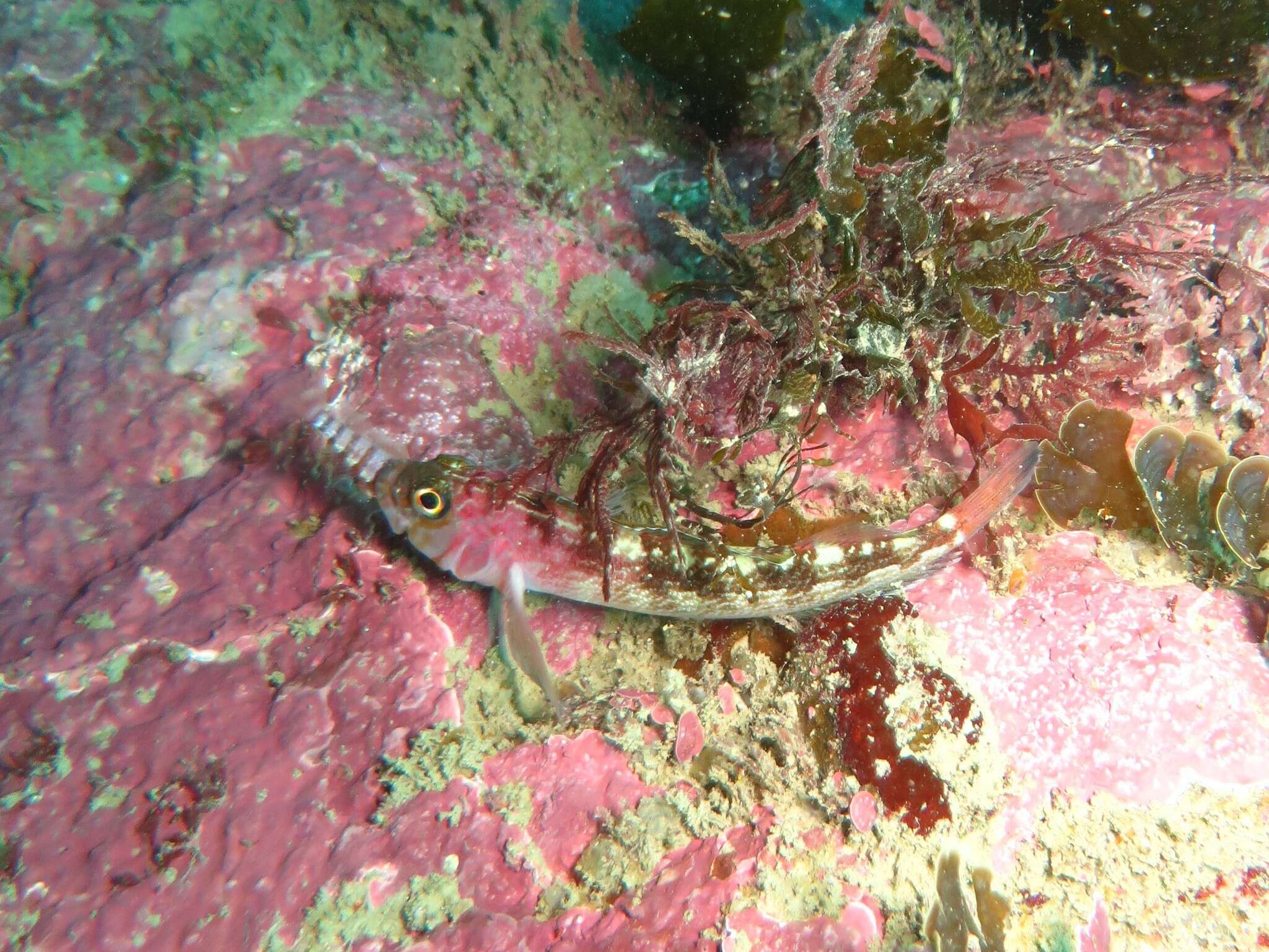 Image of Striped Triplefin