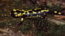 Image of Common Fire Salamander