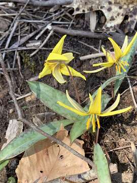 Imagem de Erythronium americanum subsp. harperi (W. Wolf) C. R. Parks & Hardin