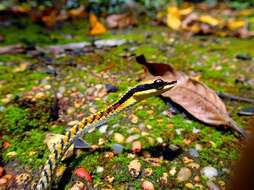 Image of Dendrelaphis striatus (Cohn 1905)