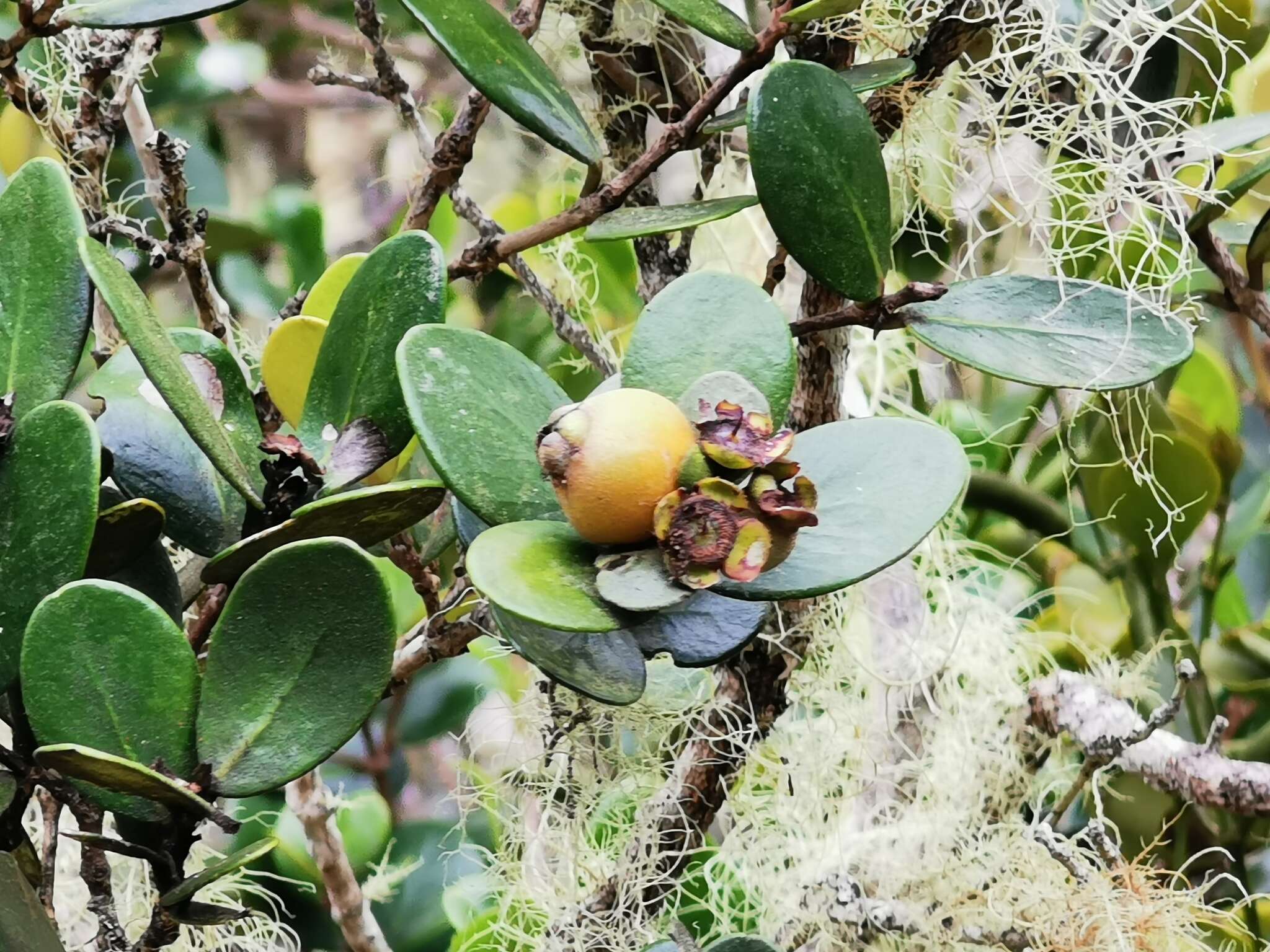 Imagem de Eugenia buxifolia Lam.