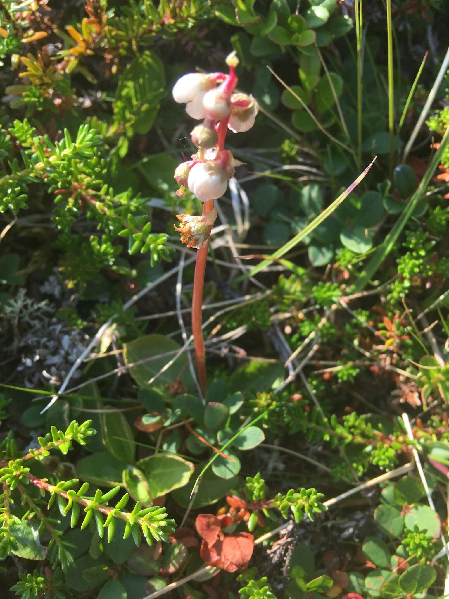 Image of common wintergreen