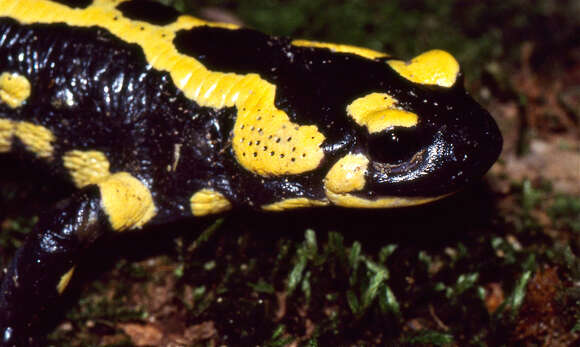 Image of Common Fire Salamander