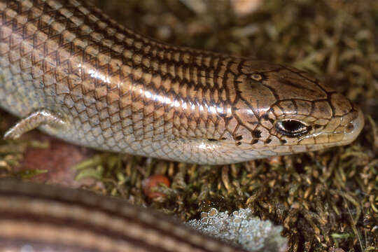 Plancia ëd Chalcides striatus (Cuvier 1829)