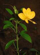 Imagem de Barleria prionitis subsp. ameliae (A. Meeuse) R. K. Brummitt & J. R. I. Wood