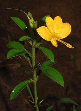 Imagem de Barleria prionitis subsp. ameliae (A. Meeuse) R. K. Brummitt & J. R. I. Wood