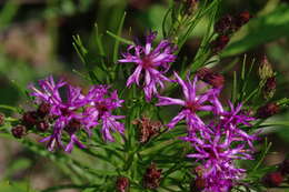 صورة Vernonia lettermannii Engelm. ex A. Gray