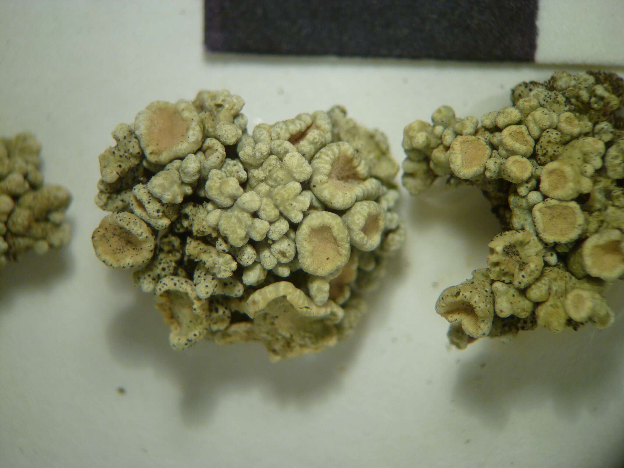 Image of Bolander's cladidium lichen