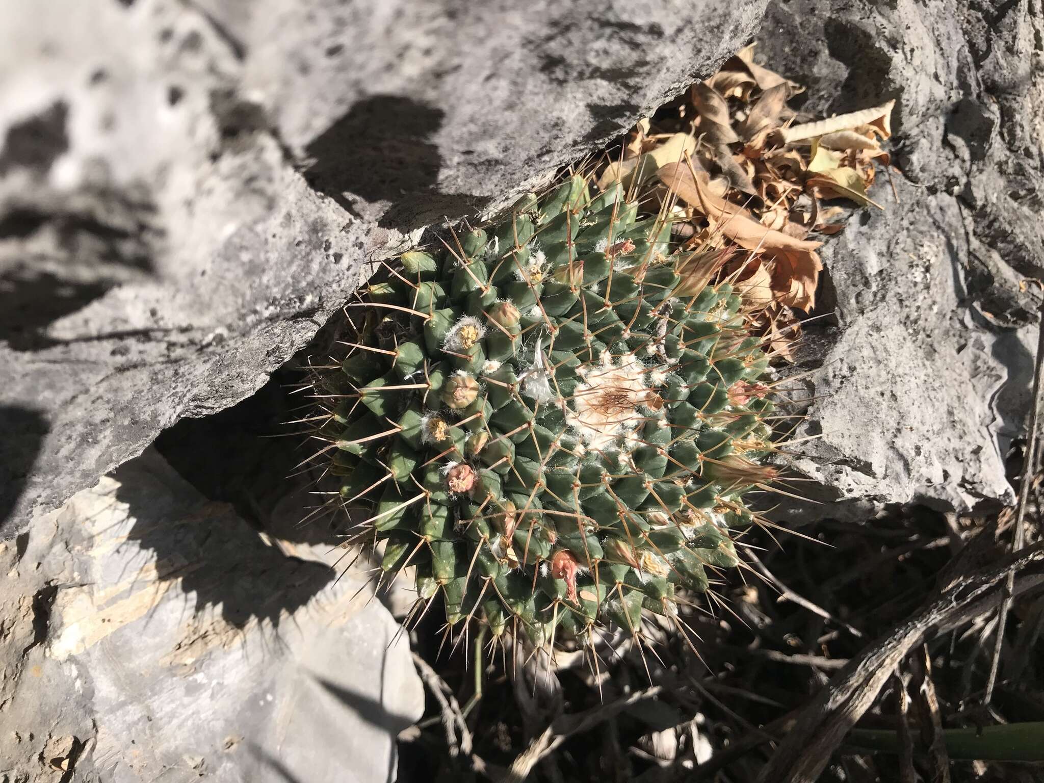 Image of Mammillaria roseoalba Boed.