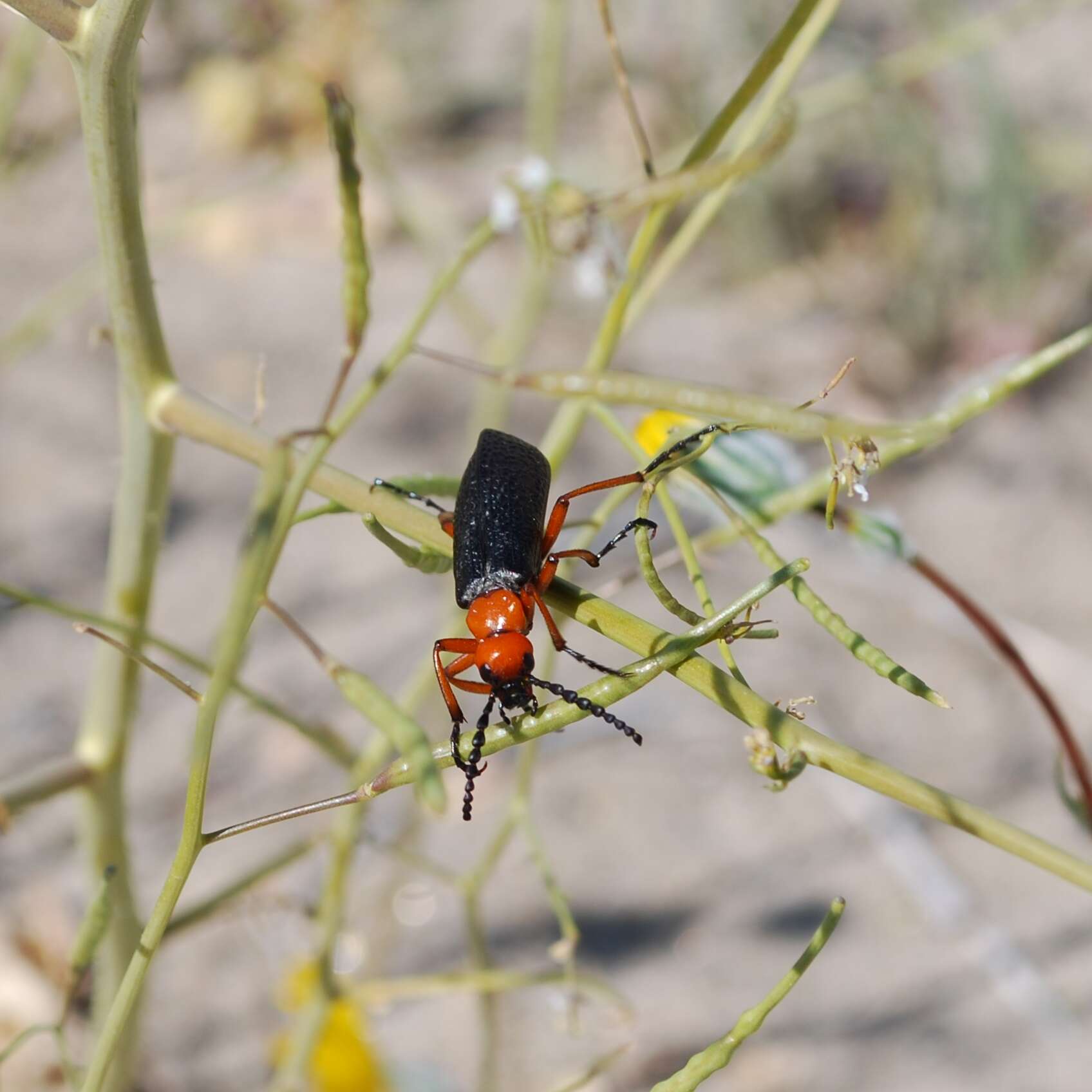 Image of Master Blister Beetle