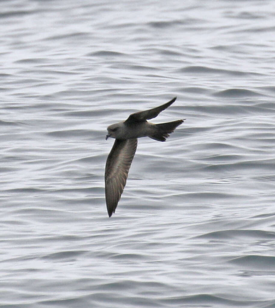 Image of fork-tailed storm-petrel