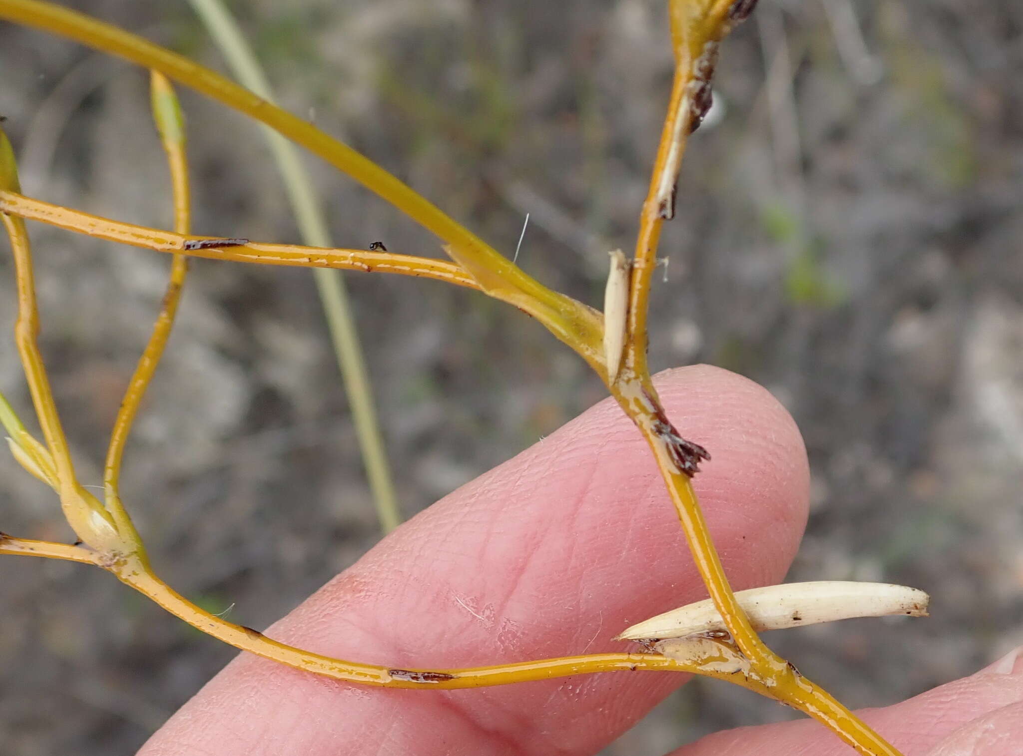 Image of Bobartia paniculata G. J. Lewis