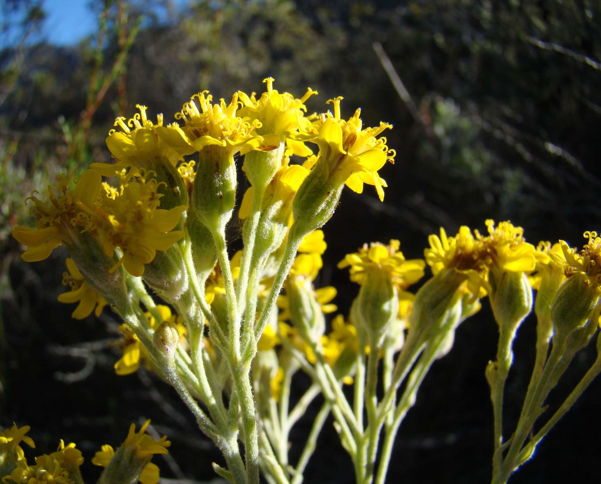 Image de Senecio lineatus (L. fil.) DC.