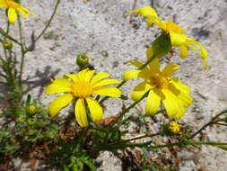 Plancia ëd Senecio littoreus var. hispidulus Harv.