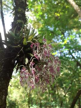 Plancia ëd Macroclinium bicolor (Lindl.) Dodson