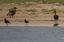 Sivun amazonianiibis kuva