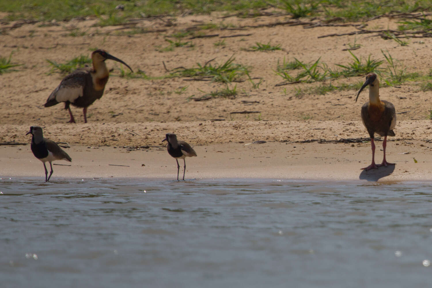 Sivun amazonianiibis kuva