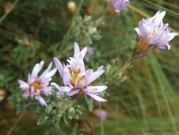 Image de Diplostephium glandulosum Hieron.