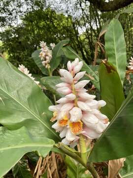 Alpinia hainanensis K. Schum.的圖片