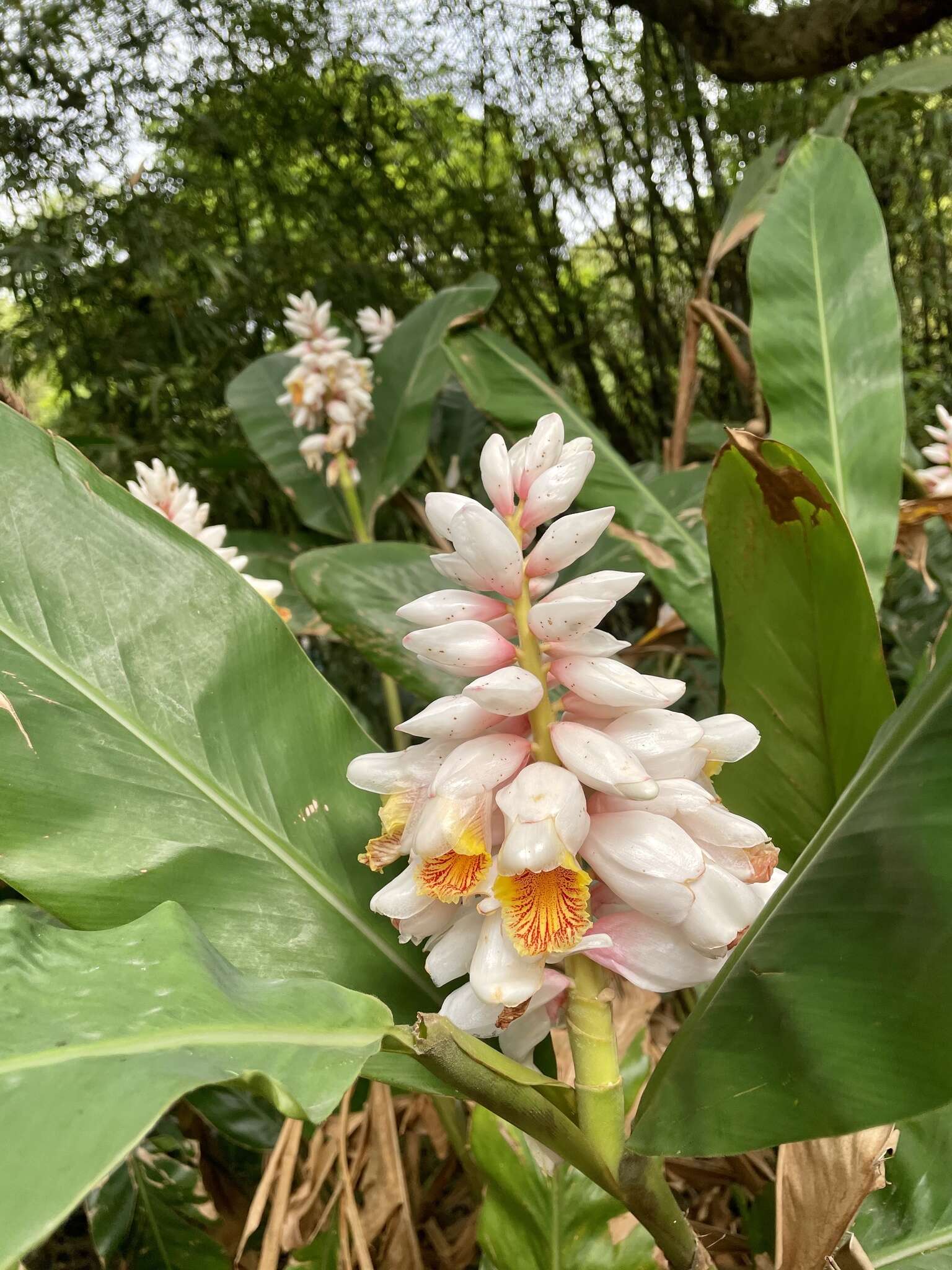 Image of Alpinia hainanensis K. Schum.