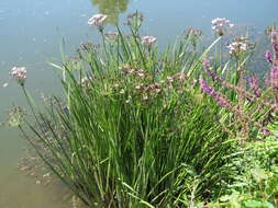 Image of flowering rush family