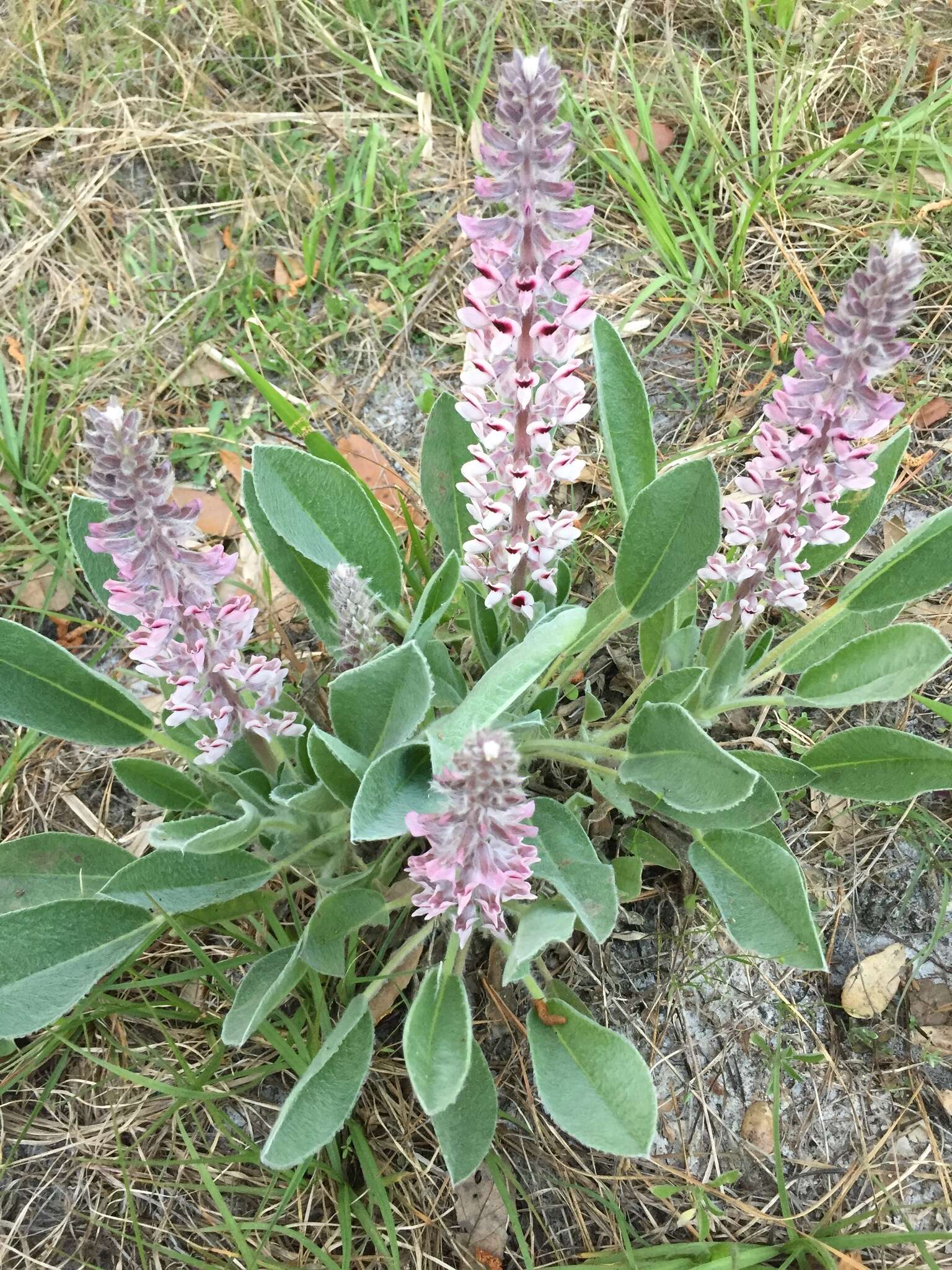 Imagem de Lupinus villosus Willd.