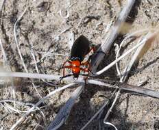 Image of Master Blister Beetle