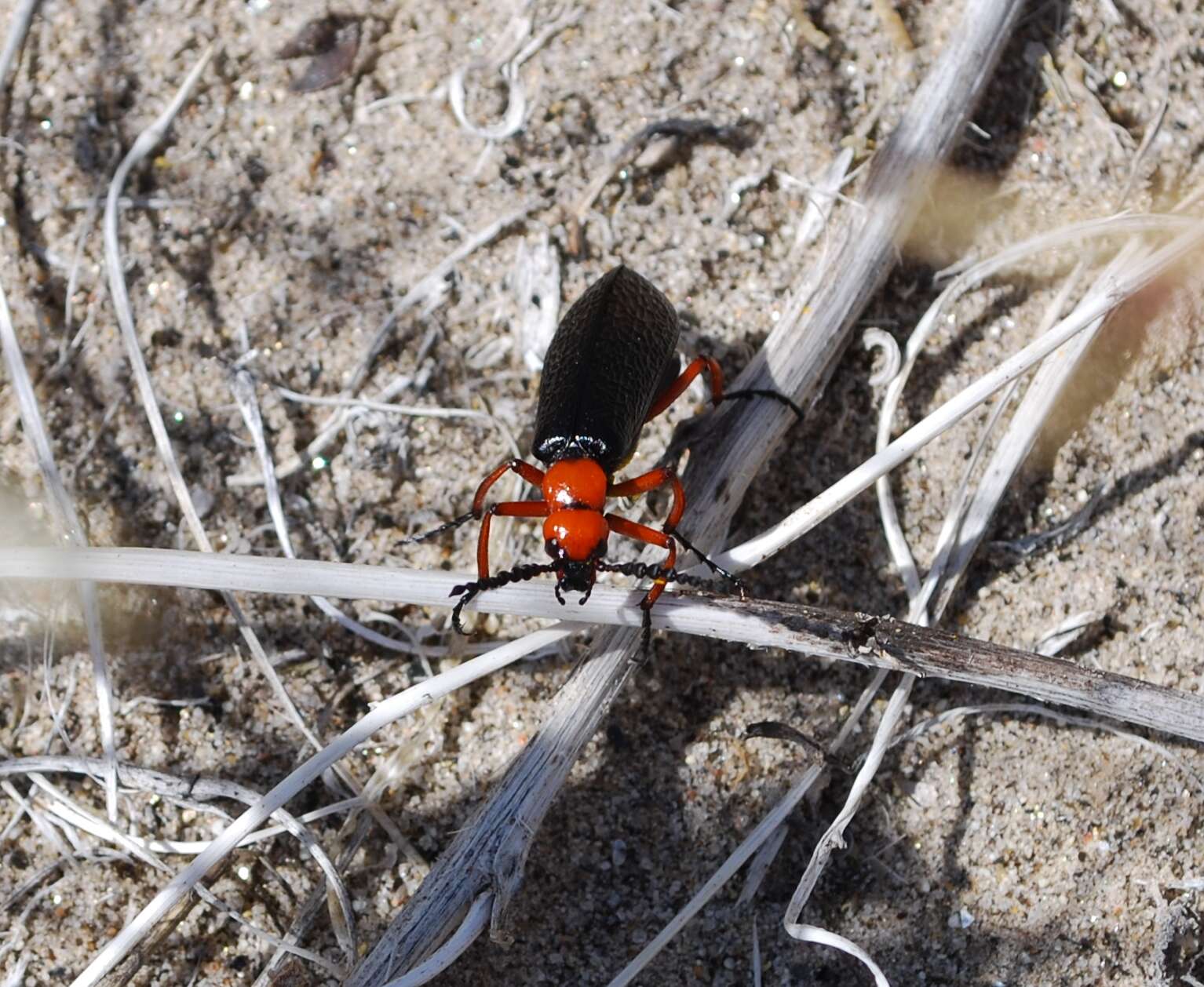 Image of Master Blister Beetle