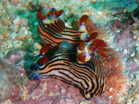 Image of Nembrotha aurea Pola, Cervera & Gosliner 2008