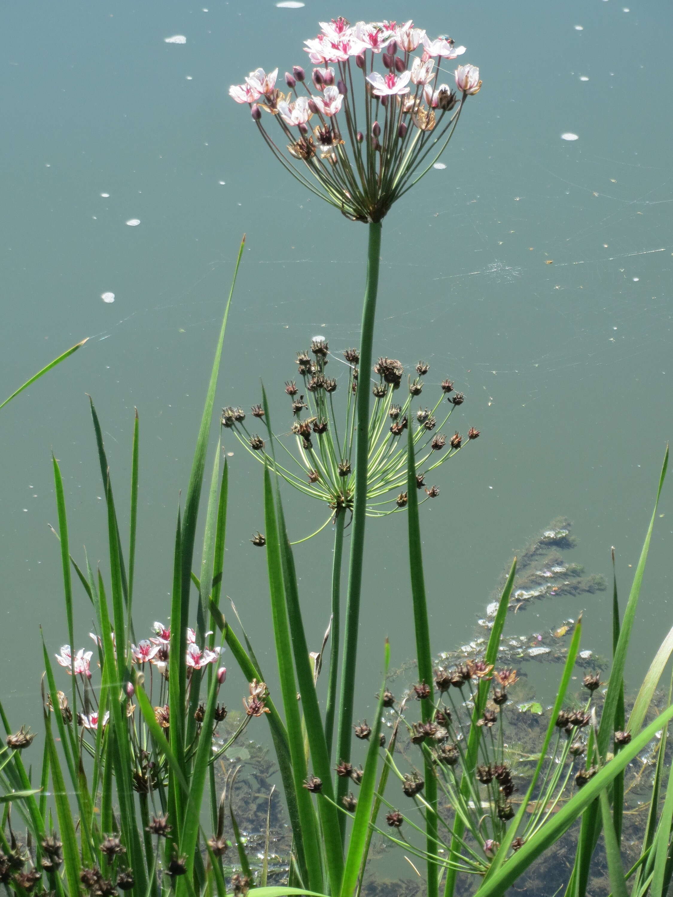 Image of flowering rush family