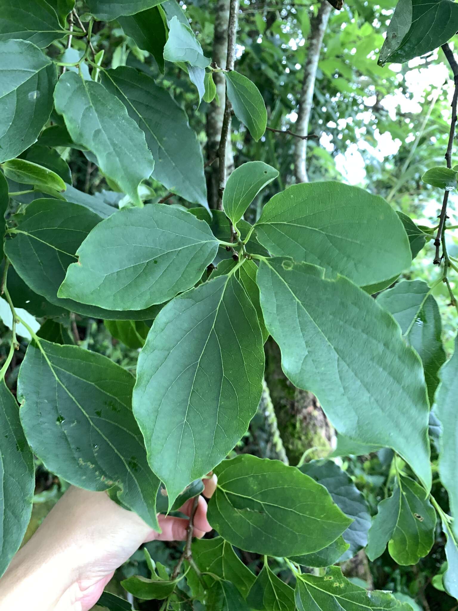 Image of Diospyros oldhamii Maxim.